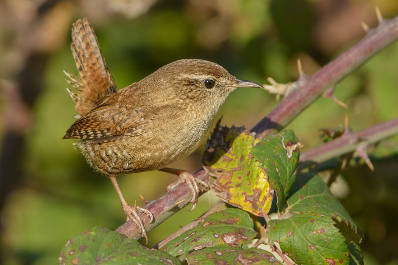 Scricciolo  (Troglodytes troglodytes)